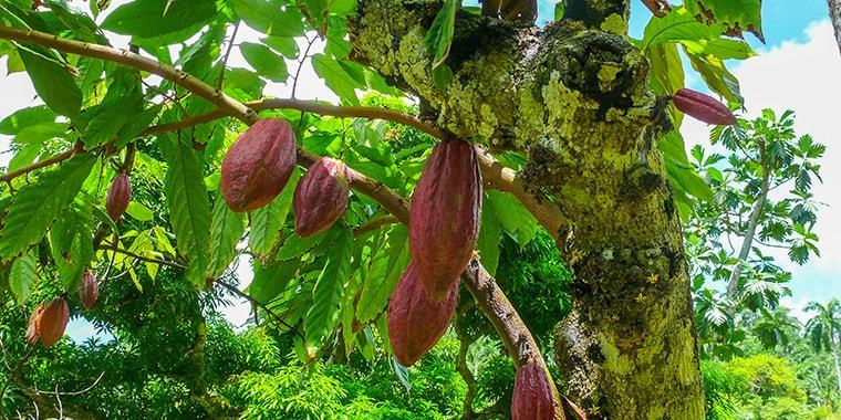 cacao-project-image