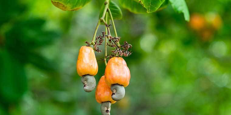 cashew-project
